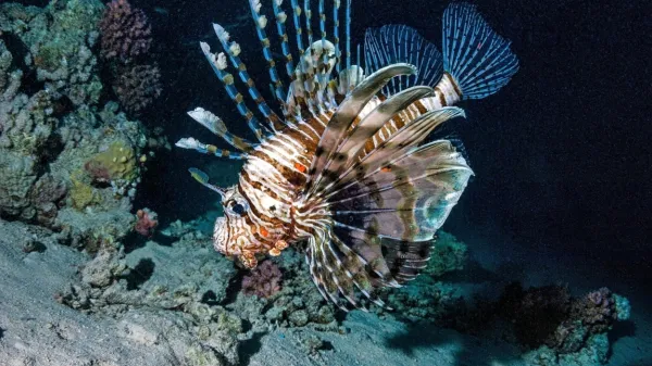 Rdečemorska plamenka izvira iz Indijskega oceana.