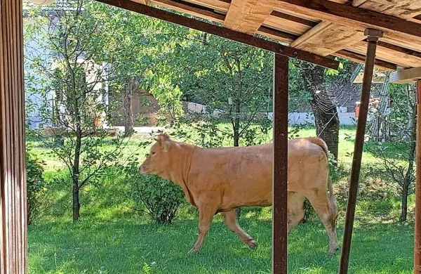  Bik je pri raztovarjanju zbežal iz klavnice v središče mesta - na 
srečo brez posledic.