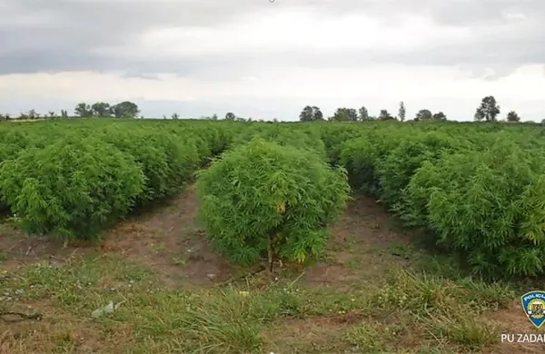 V Dalmaciji odkrili velikansko plantažo marihuane