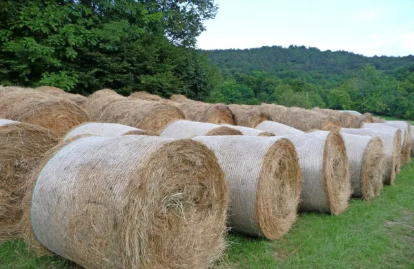 Z avtom zbil pe&scaron;ca in trčil v balo sena
