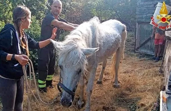 33-letna lipicanka Jalta jo je k sreči odnesla brez večjih poškodb. 
(Foto vir: Primorski dnevnik)