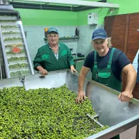Začenja se leto&scaron;nja oljkarska sezona