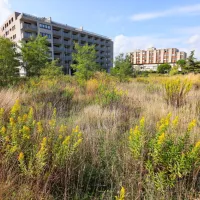 Bujna vegetacija v bližini urbaniziranega mestnega središča