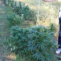 Na območju Kozine in Sežane odkrili dva nasada konoplje