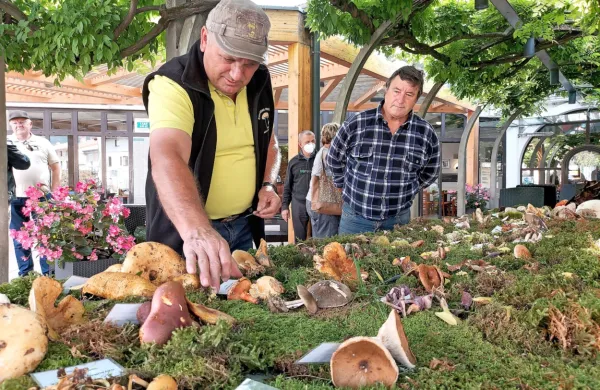 Kljub su&scaron;i pestra razstava stotih gob