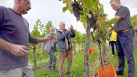 Silvan Peršolja (desno) z vinogradnikom Borisom Gorjanom  (levo) 
v vinogradu Vrh v Vipolžah, od koder prihaja izjemen merlot za 
letošnjo posebno polnitev. 