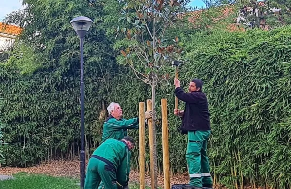 Park ob Radiu Koper po novem krasita dve magnoliji.