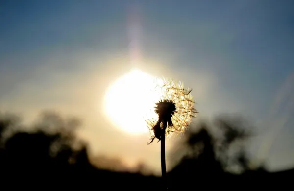 Medtem ko je poleti potrebe telesa po vitaminu D možno pokriti že 
s krajšo zmerno izpostavljenostjo soncu, jeseni in pozimi ključni 
vir vitamina D predstavlja prehrana. 