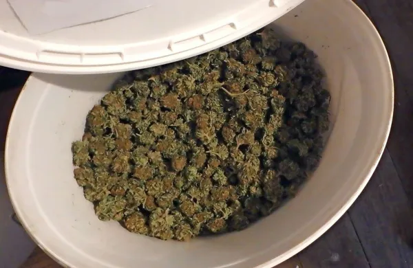 V Žirovnici so policisti zasegli približno dva kilograma posušenih 
...