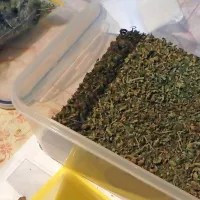 ... in  zamrznjenih rastlinskih delcev konoplje, ki so jih poslali na analizo.