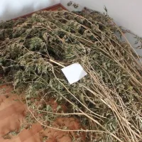 V naselju Predgriže so odkrili dva kilograma posušenih rastlin 
konoplje.