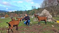 Na pašnikih v okolici kmetije Gregorja Slavca v Knežaku se pase 40 koz srnaste in drežniške pasme ter 20 glav cikastega goveda.  