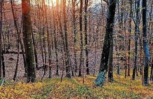 Gozd bo tema prvega od štirih dogodkov, ki jih pripravlja center  
Dina v Pivki.