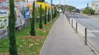 Na Ulici 15. maja nasproti trgovine Spar so posadili ciprese.