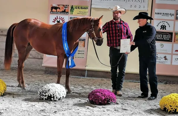Med tremi  huje  opečenimi  konji je tudi nedavno odlikovana   
žrebica  (na fotografiji).