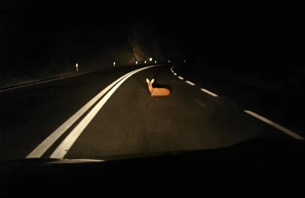 Nočno presenečenje na avtocesti, ki se je za srno srečno  
končalo. 