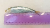 Naključno izbrani sardeli v koprski ribarnici smo namerili 12 
centimetrov. 