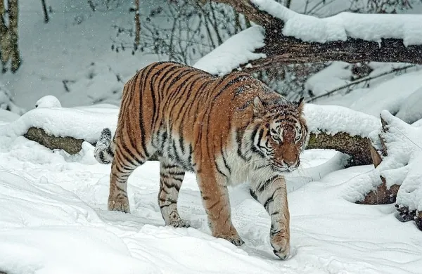 Obsežno sneženje na skrajnem vzhodu Rusije ogroža že tako 
ogrožene sibirske tigre.