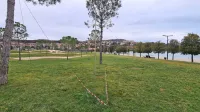 Park je tako rekoč prepreden s krajšimi in daljšimi vrvmi, s 
katerimi so privezali mlada drevesa.