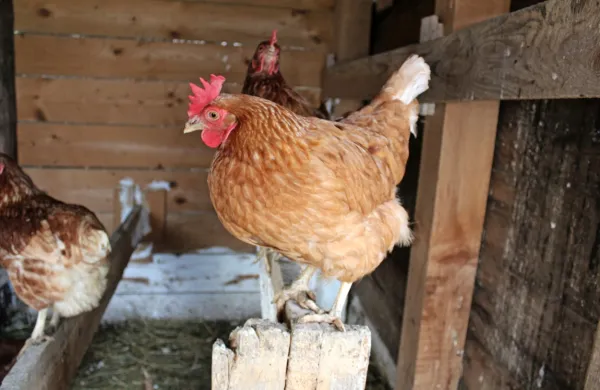 O prvem letošnjem primeru ptičje gripe je Uprava RS za varno 
hrano, veterinarstvo in varstvo rastlin javnost obvestila v ponedeljek. Potrdili so ga pri domači perutnini, in sicer na manjšem 
gospodarstvu na območju občine Slovenska Bistrica. 
