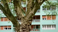V blokih, ki se ogrevajo z zemeljskim plinom, bo cena ogrevanja 
odvisna od tega, ali jih distributerji obravnavajo kot  gospodinjske 
ali kot poslovne odjemalce. 