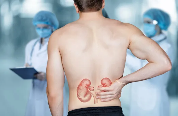 Ledvice skupaj z mehurjem pripomorejo k učinkovitemu čiščenju 
telesa.
