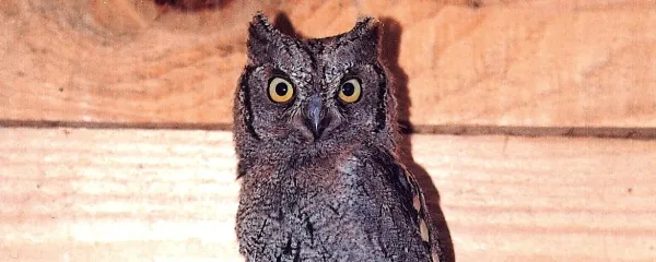 Veliki skovik (Otus scops) redno gnezdi v slovenskih obalnih 
mestih.