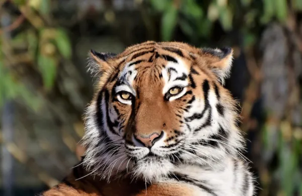

Novo leto bo v znamenju vodnega tigra. Otroci, rojeni v letu tigra, 
naj bi bili pogumni, tekmovalni in močni.