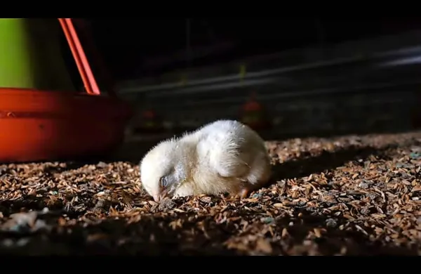 Videoposnetek prikazuje trpinčenje živali na farmi piščancev v 
Italiji. Farma je povezana s podjetjem AIA skupine Gruppo 
Veronesi. Izdelke podjetje po navedbah nevladnikov prodaja tudi 
v trgovinah v Sloveniji. 