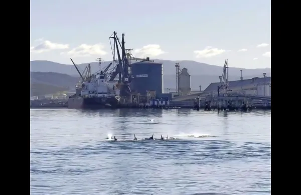 Danes zjutraj so se delfini potepali po Luki Koper.