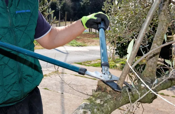 Začetniki   bodo lahko priporočila in napotke pravilnega obrezovanja sadnih dreves, oljk, grmovnic in vrtnic poiskali na 
brezplačni delavnici. 