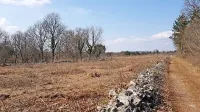 S čiščenjem zaraščenih kraških travišč bodo kmetje prispevali k 
ohranjanju tudi ogroženih vrst rastlin, ptic, metuljev in drugih 
organizmov.