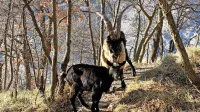 Koze rušijo ekološko ravnotežje, saj povsem uničujejo zlasti 
zaščitene rastlinske vrste.