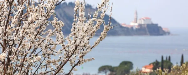 Cvetoč pogled iz Strunjana na Piran.