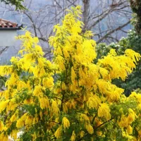 Brez mimoze ni pomladi, tako kot brez špargljev, čemaža in ostalih gozdnih dobrot. 
