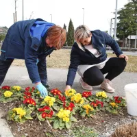 Komunalni delavci in vrtnarji hitijo z urejanjem novih zasaditev v 
parkih in ob pločnikih.