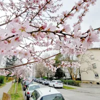 Nova Gorica ni le mesto vrtnic, ampak tudi mesto cvetočih 
dreves.