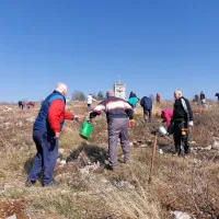 Danes dopoldne so na Cerju številni prostovoljci, ljubitelji dreves 
in Krasa, s krampi, lopatami, vedri znova pomagali dodatno 
pogozditi območje.