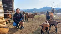 Gregor Slavec bo odškodnino za izgubo petih kozličkov v napadu 
volka pred tednom dni  poskušal izterjati na  Arsu.  