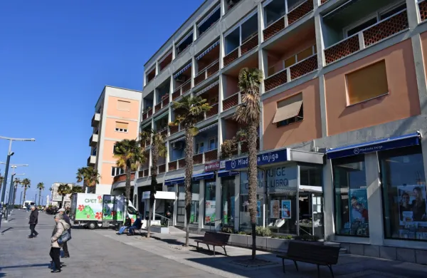 Dvanajst obolelih palm na Pristaniški ulici bodo nadomestile 
magnolije. Foto vir: MOK