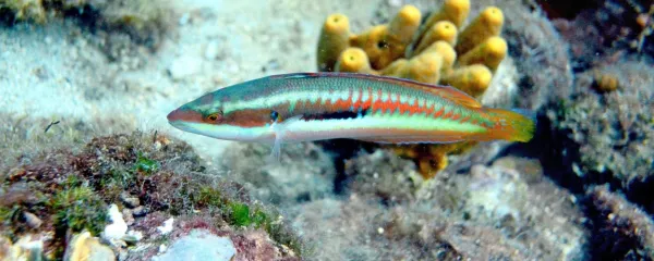 Pavji knez (Thalassoma pavo) je ena izmed najlepših rib v 
Jadranu.