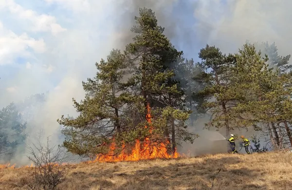 Zaradi visoke trave lahko plameni s tal hitro dosežejo krošnje 
borovcev. 