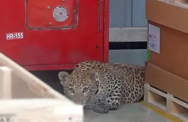 Leopard  je zašel v Mercedesovo tovarno in nekaj ur taval po 
njej. 