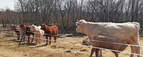 Dvig temperatur in pomanjkanje dežja sta    vplivala predvsem na 
travinje, ki  imajo zelo plitev koreninski sistem. To je bilo opaziti  
tudi v  Prapročah, vasi na Kraškem robu.    