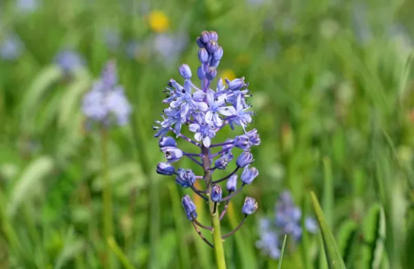 Ogrožena travniška morska čebulica (Scilla litardierei) v Sloveniji 
uspeva le na Planinskem polju.