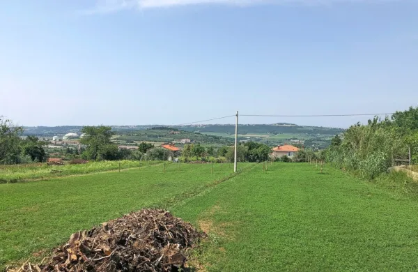 Izolan Alen Vuk trdi, da se namerava v prihodnosti na teh parcelah 
v Bertokih ukvarjati s hidroponsko pridelavo zelenjave. V osnutku 
občinskega prostorskega pa  so  ta zemljišča predvidena za stanovanjsko gradnjo.  