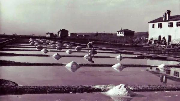 Sečoveljske soline - pobiranje soli