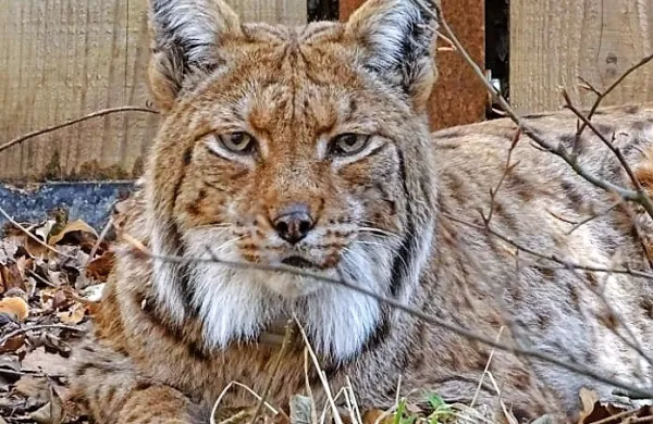 Tokrat je iz Romunije prišel odrasel, 27-kilogramski ris.