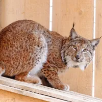 Novi ris  je  eden največjih risov, kar so jih preselili v okviru projekta 
Live Lynx. Prvo mesto si deli z risom Trisom (na fotografiji), ki so 
ga lani preselili v slovenske Alpe.