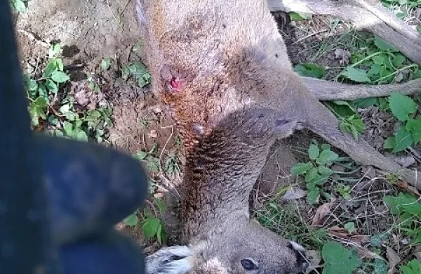 Neznani krivolovec je  pred nekaj  dnevi    med  Ustjem  in  Velikimi  
Žabljami    ustrelil    srnjaka  in ga  pustil    pri  reki.  